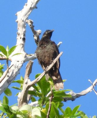 DIPPER and STARLINGS