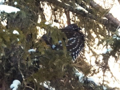 SPRUCE GROUSE