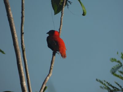 NORTHERN RED BISHOP 