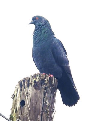 ROCK PIGEON