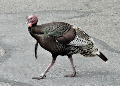 WILD TURKEY