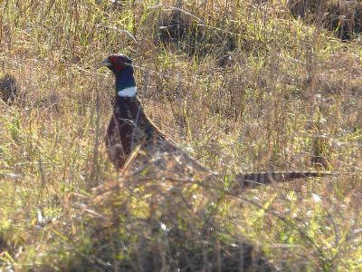 RING-NECKED PHEASANT (male)