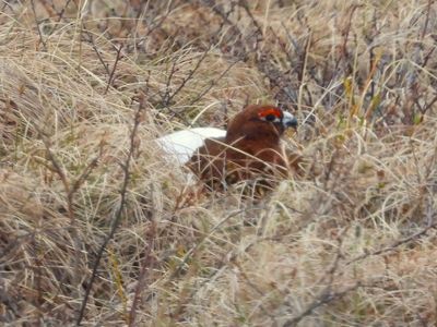 WILLOW PTARMIGAN (male)