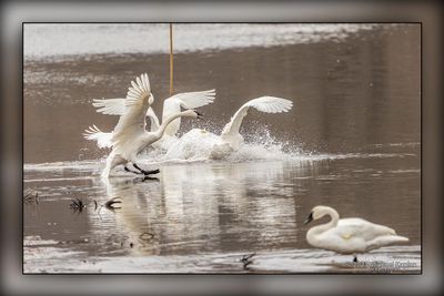 _MTK5033-Edit.jpg