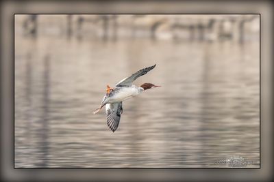 _MTK5043-Edit.jpg