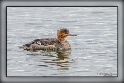 _MTK5176-Edit.jpg