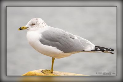 _MTK5182.jpg