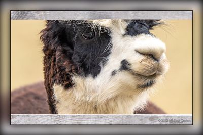 Guelph Geese & Alpacas