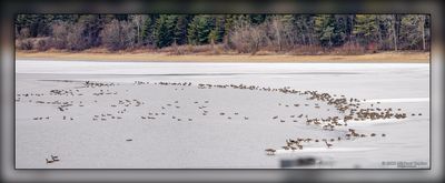 Guelph Geese & Alpacas