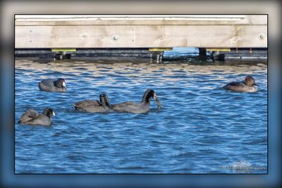 _MTK5263-Edit.jpg