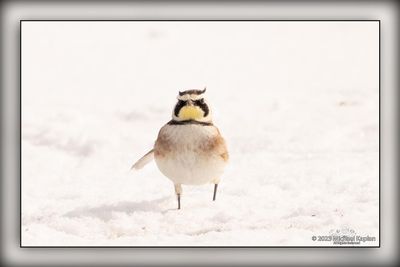 Horned Larks Plattsville ON