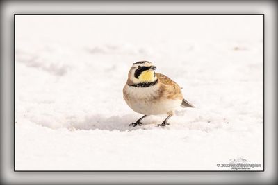 _MTK5395-Edit.jpg