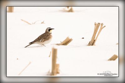 _MTK5404-Edit.jpg