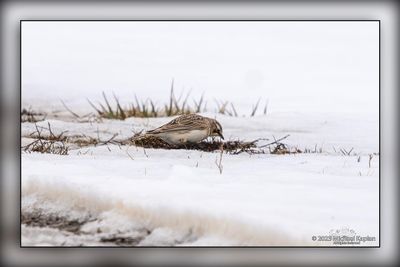 _MTK5448-Edit.jpg
