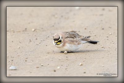 _MTK5885-Edit.jpg