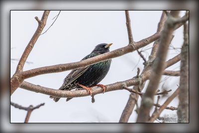 _MTK6197-Edit.jpg