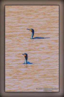 _MTK6216-Edit.jpg