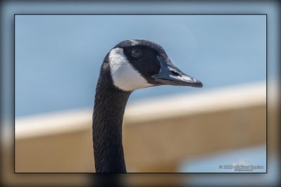 _MTK6275.jpg