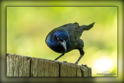 _MTK0479-Edit.jpg
