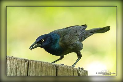 _MTK0481-Edit.jpg