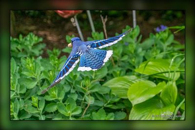 _MTK0896-Edit.jpg