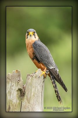 Canadian Raptor Conservancy