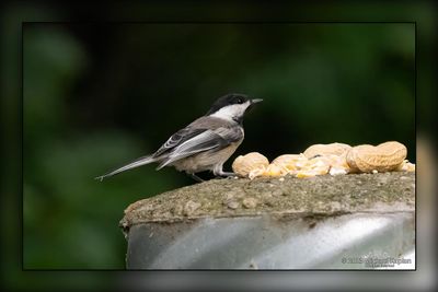 _MTK2782-Edit.jpg