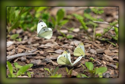 _MTK3540-Edit.jpg