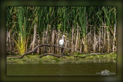_MTK3562-Edit.jpg