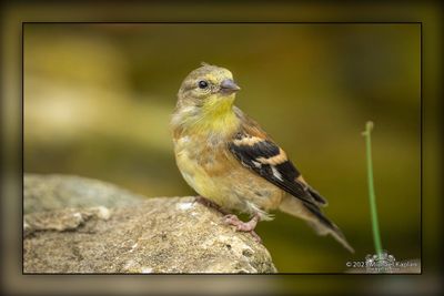 _MTK5151-Edit.jpg