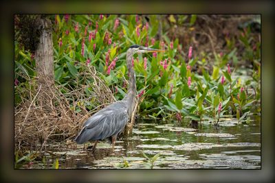_MTK5482-Edit.jpg