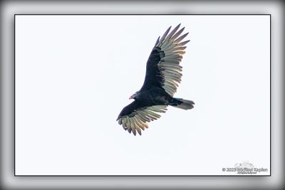 _MTK5494-Edit.jpg