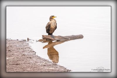 _MTK6245-Edit.jpg