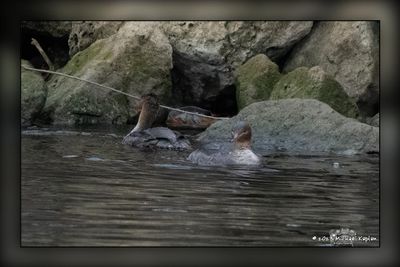 _MTK6269-Edit.jpg