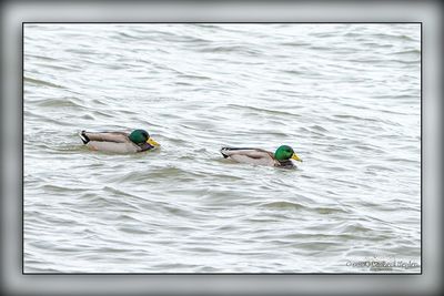 Long Point & Port Dover ON