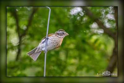 _MTK0919-Edit.jpg