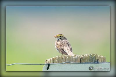 _MTK1058-Edit.jpg