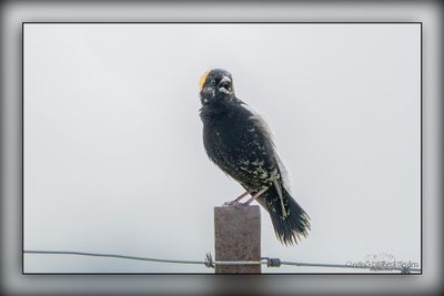 _MTK1069-Edit.jpg