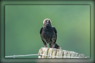 _MTK1095-Edit.jpg