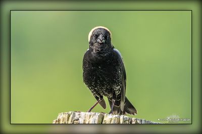 _MTK1108-Edit.jpg