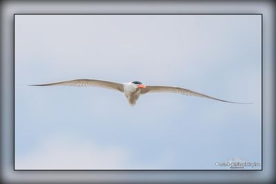 _MTK1120-Edit.jpg