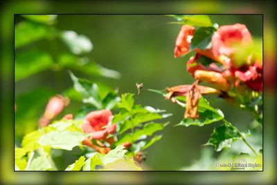 _MTK2382-Edit.jpg