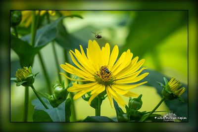 _MTK2437-Edit.jpg