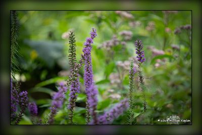 _MTK2494-Edit.jpg