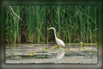 _MTK3047-Edit.jpg