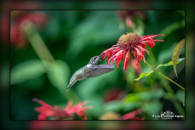 _MTK3179-Edit.jpg
