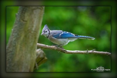 _MTK3361-Edit.jpg