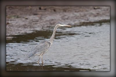 _MTK4389-Edit.jpg