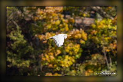 _MTK4586-Edit.jpg