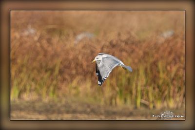 _MTK4637-Edit.jpg